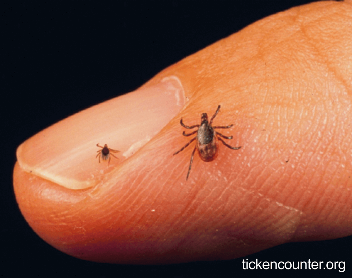 Tick size comparison