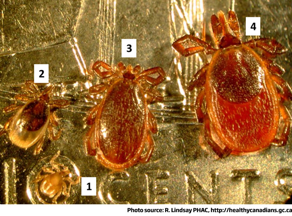 Blacklegged tick life stages: larva, nymph and adult