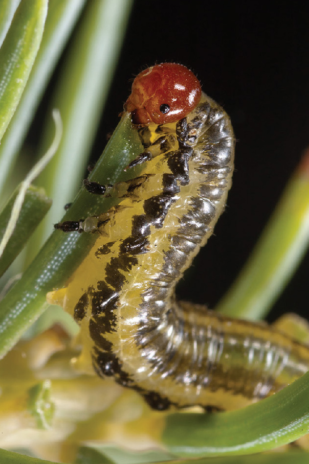 Late instar larva.
