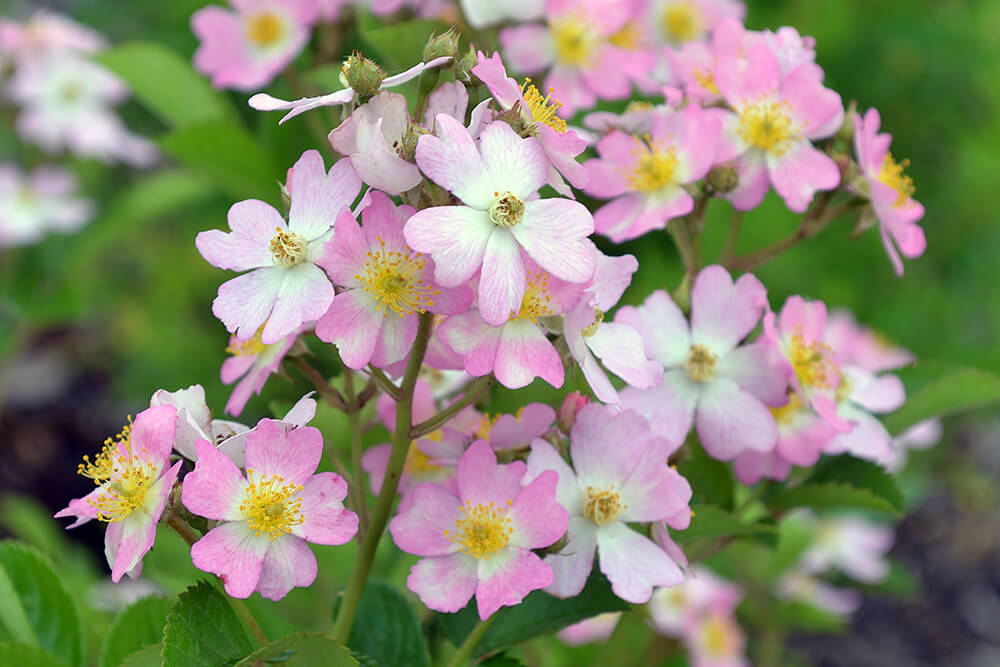 'Look-a-Like Phloxy Baby' shrub rose