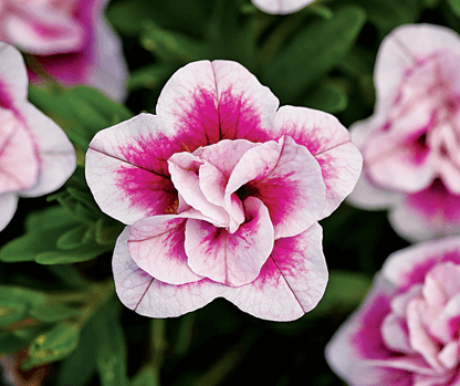 New Annuals For 2019 Landscape Ontario