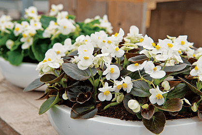 New Annuals For 2019 Landscape Ontario