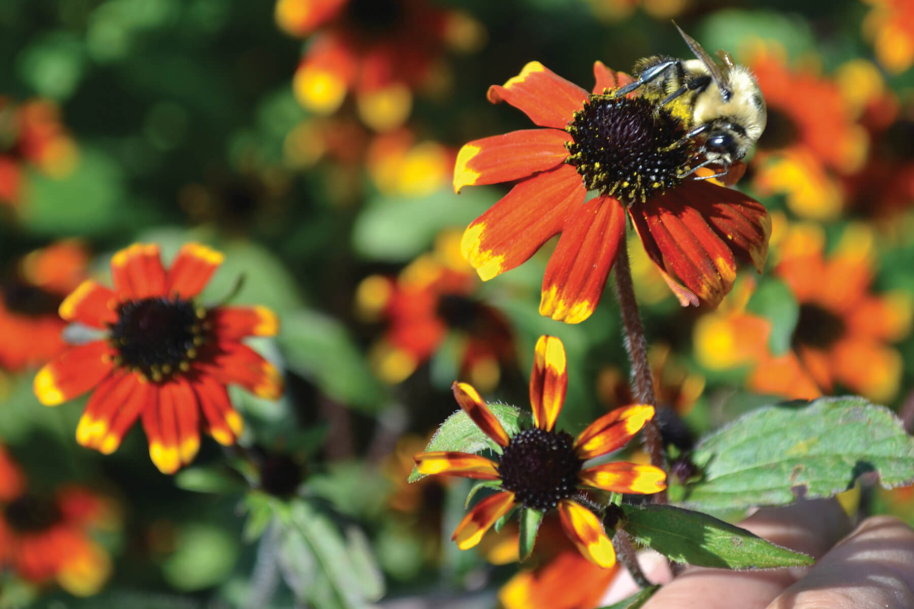 black centred cone flower with reddish petals that have yellow tips