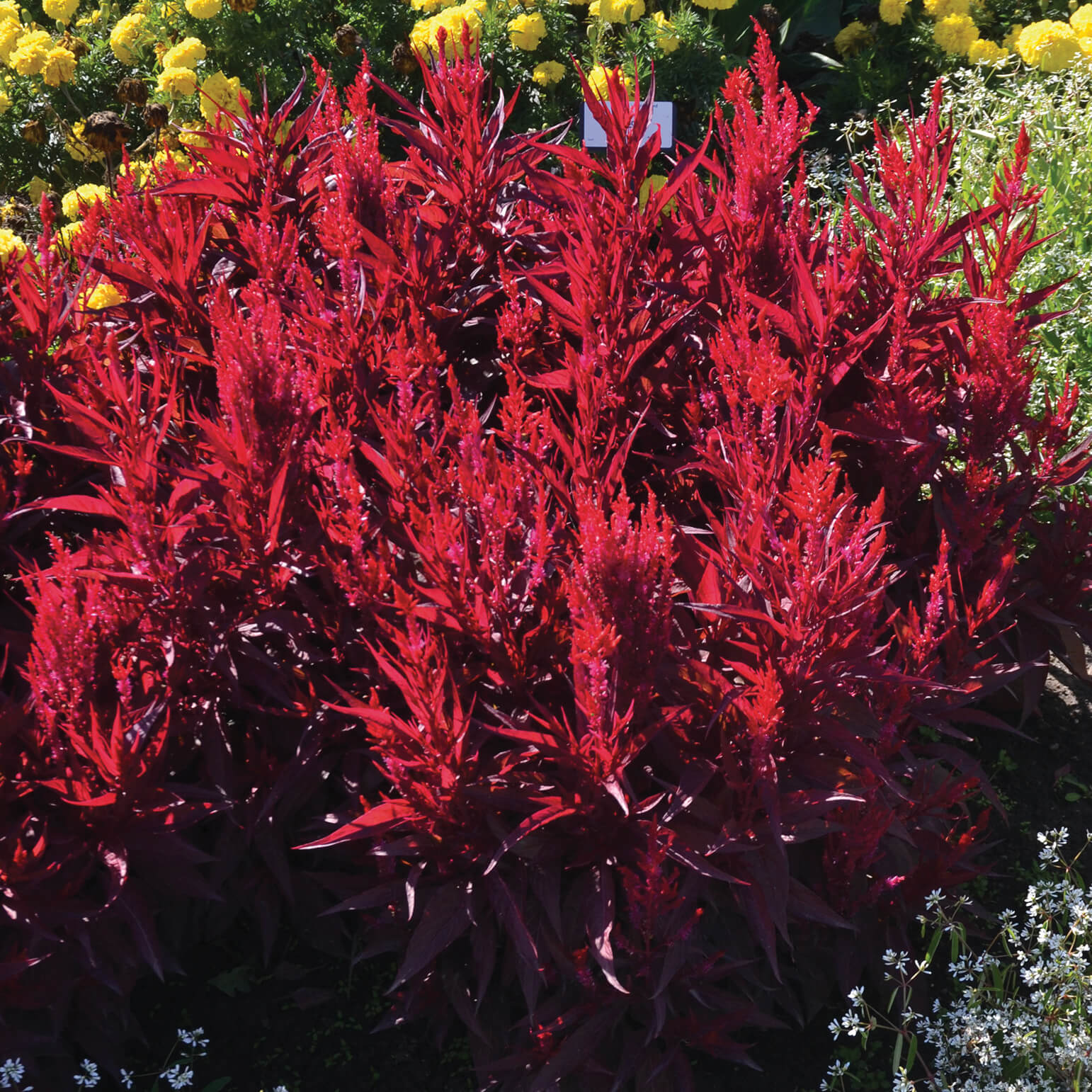 red spiky shrub