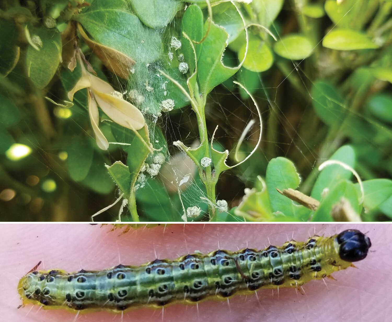 boxwood damage and the larvae that causes it