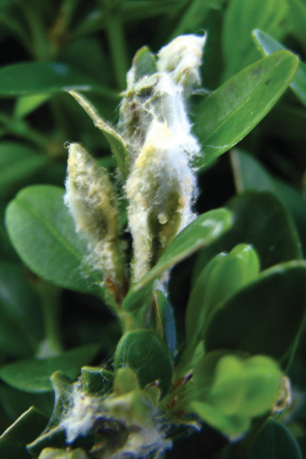 figure 3 fuzzy cocoon like mass over leaves