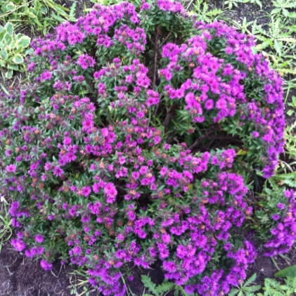 small purple flowering plant
