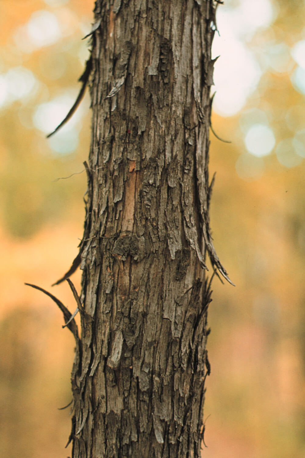 Ironwood Tree Leaves