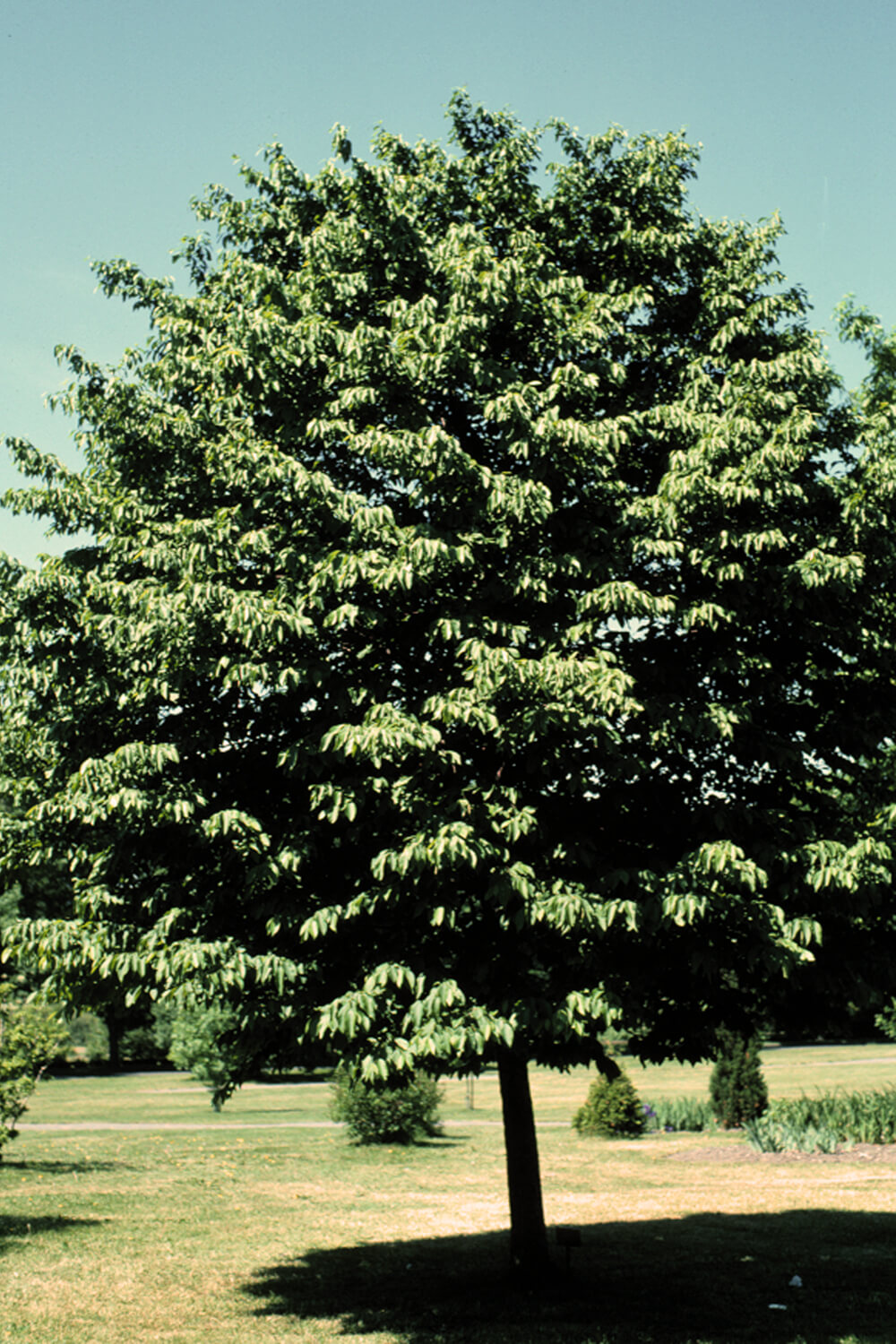 mature ironwood tree
