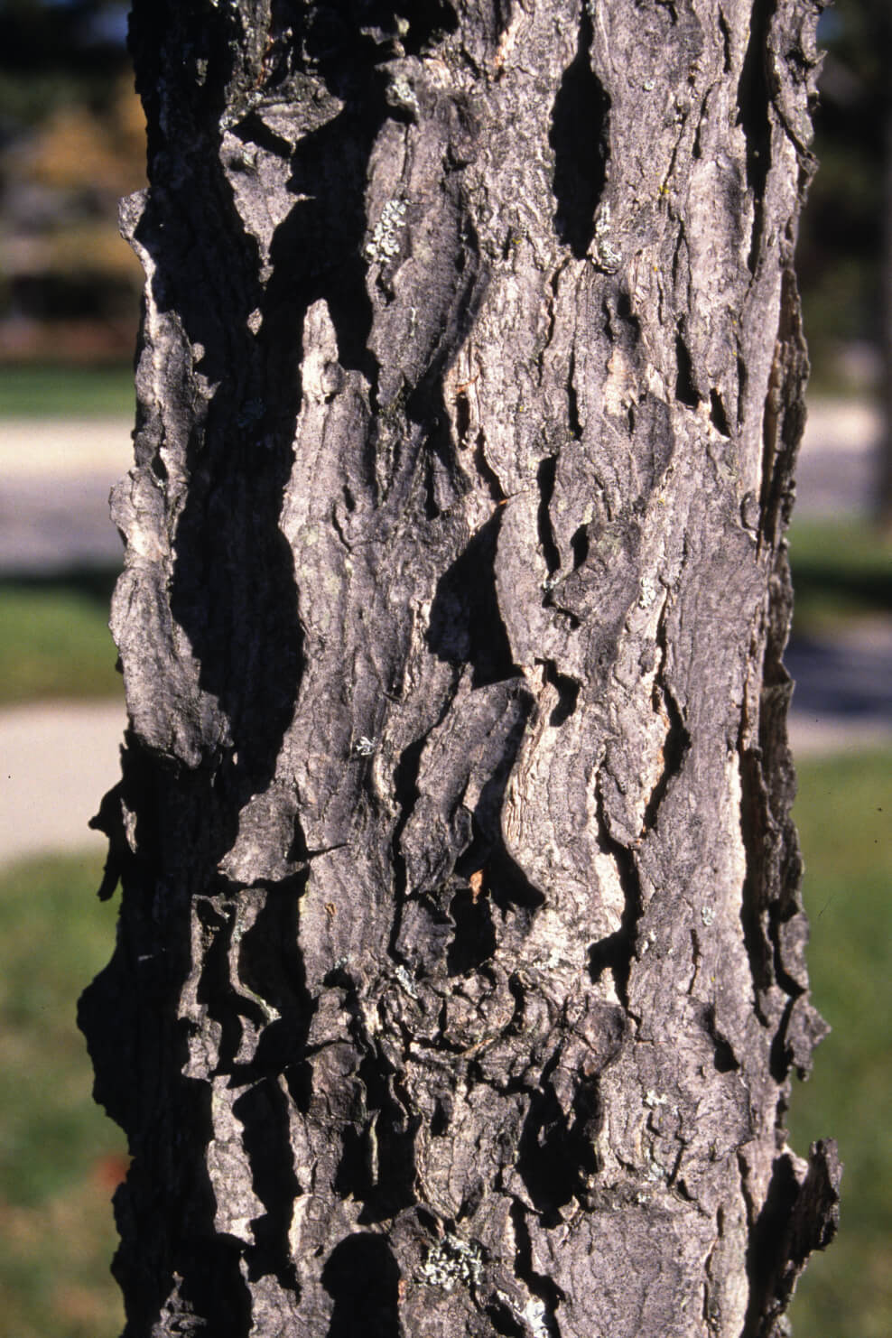 tree trunk with textured bark