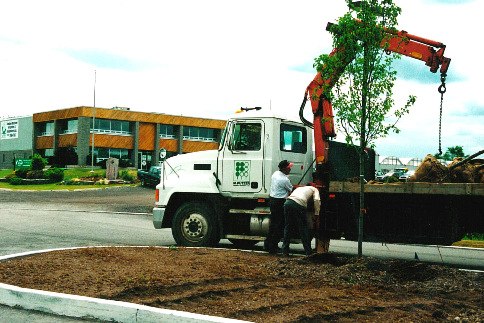 crane truck and crew planting a large tree