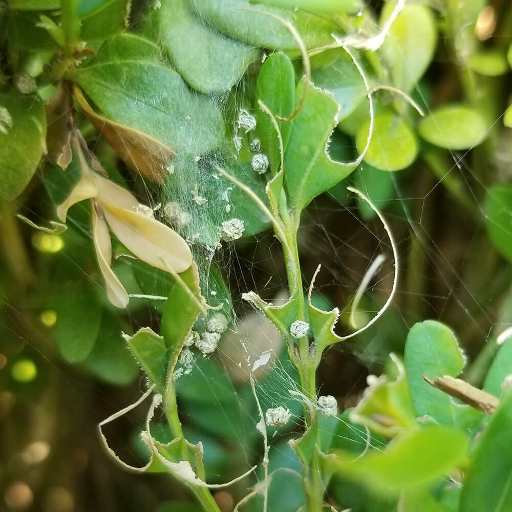webbing on leaves