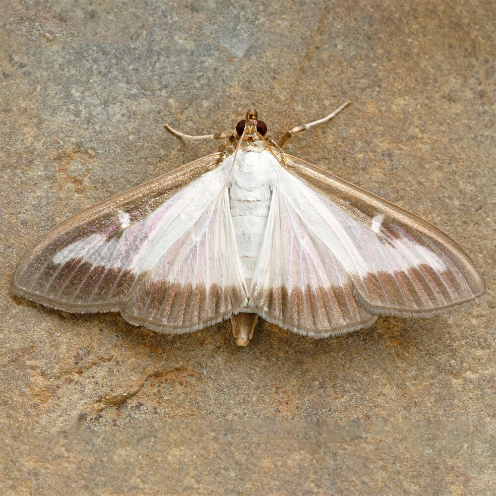 adult moth