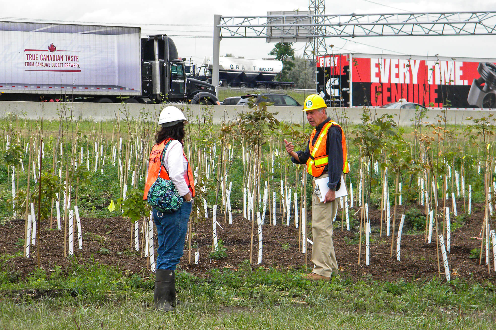 two resarchers standing among newly-planted trees beside a busy highway