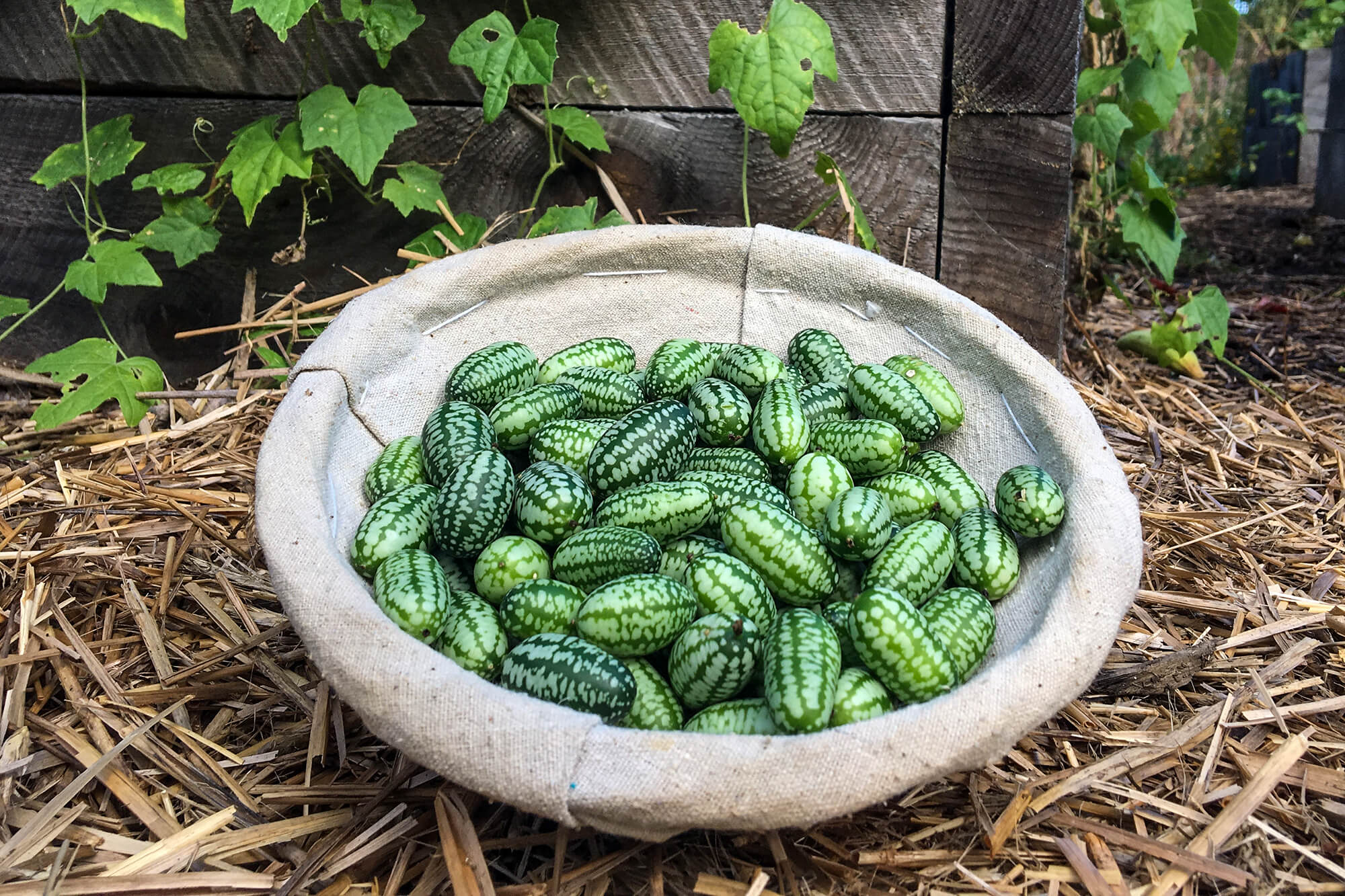 bowl of cucamelons