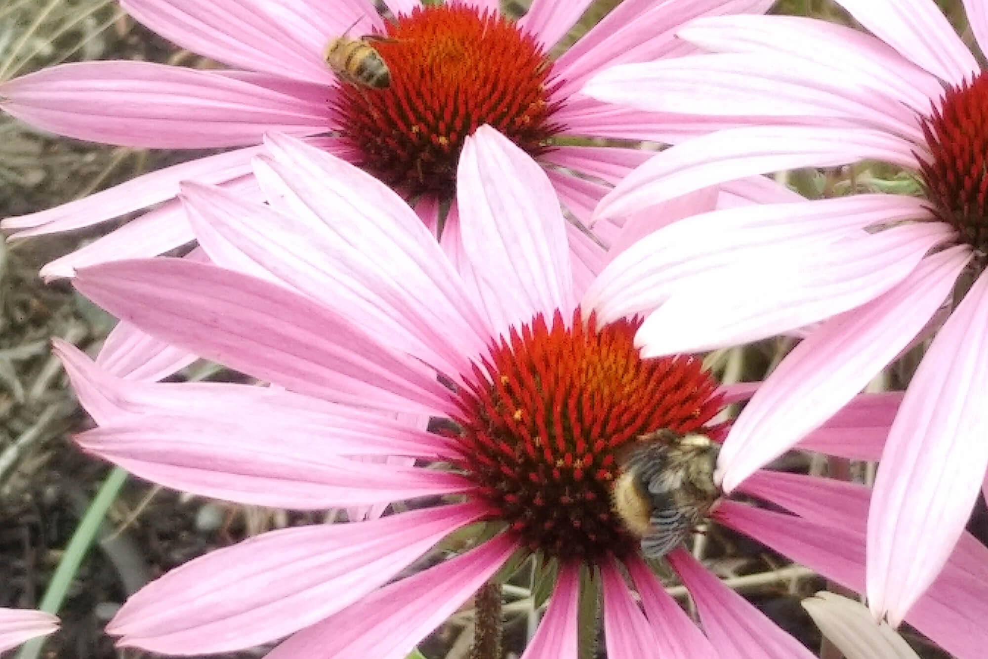 bees on a daisy