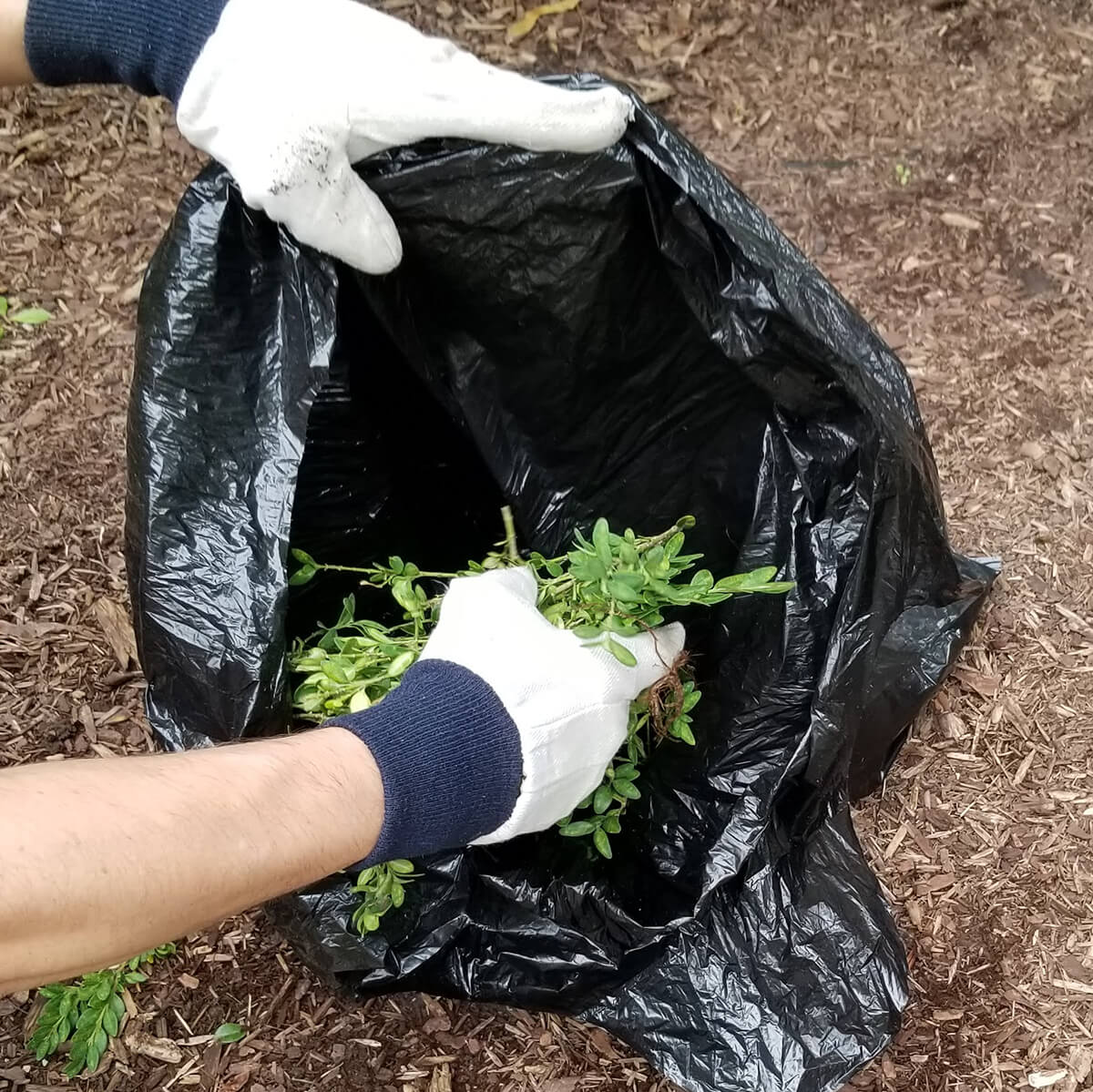 boxwood clippings being placed in a black plastic bag