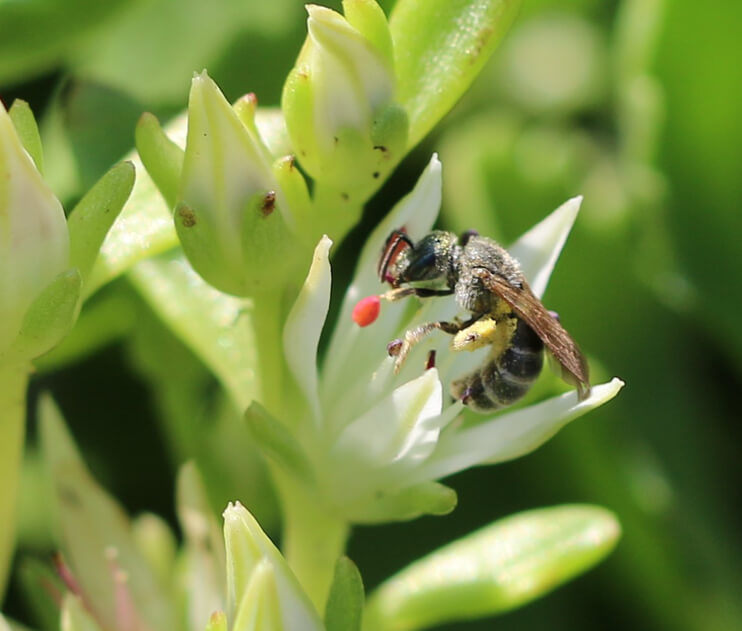bee on a sedum plant