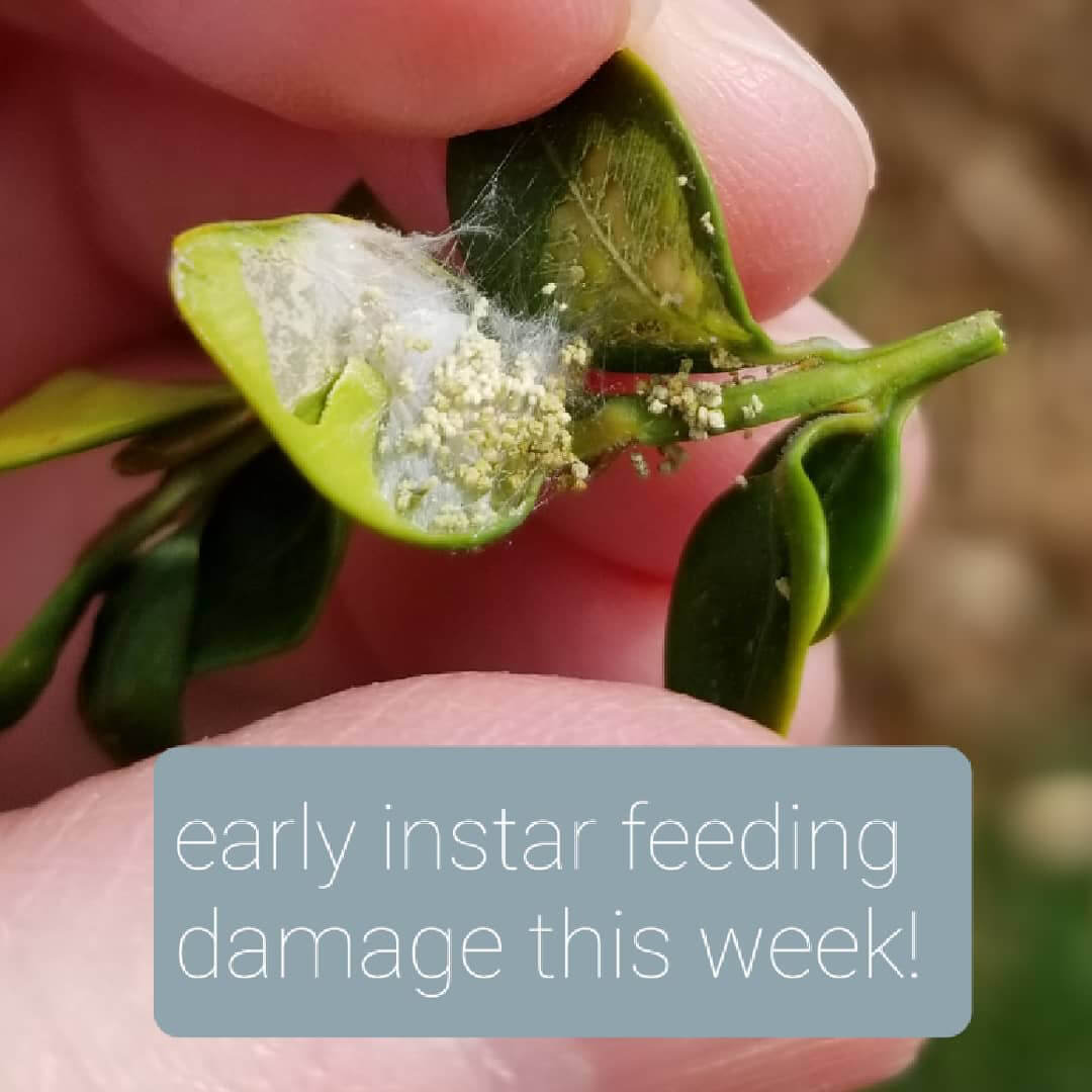 early instar feeding this week