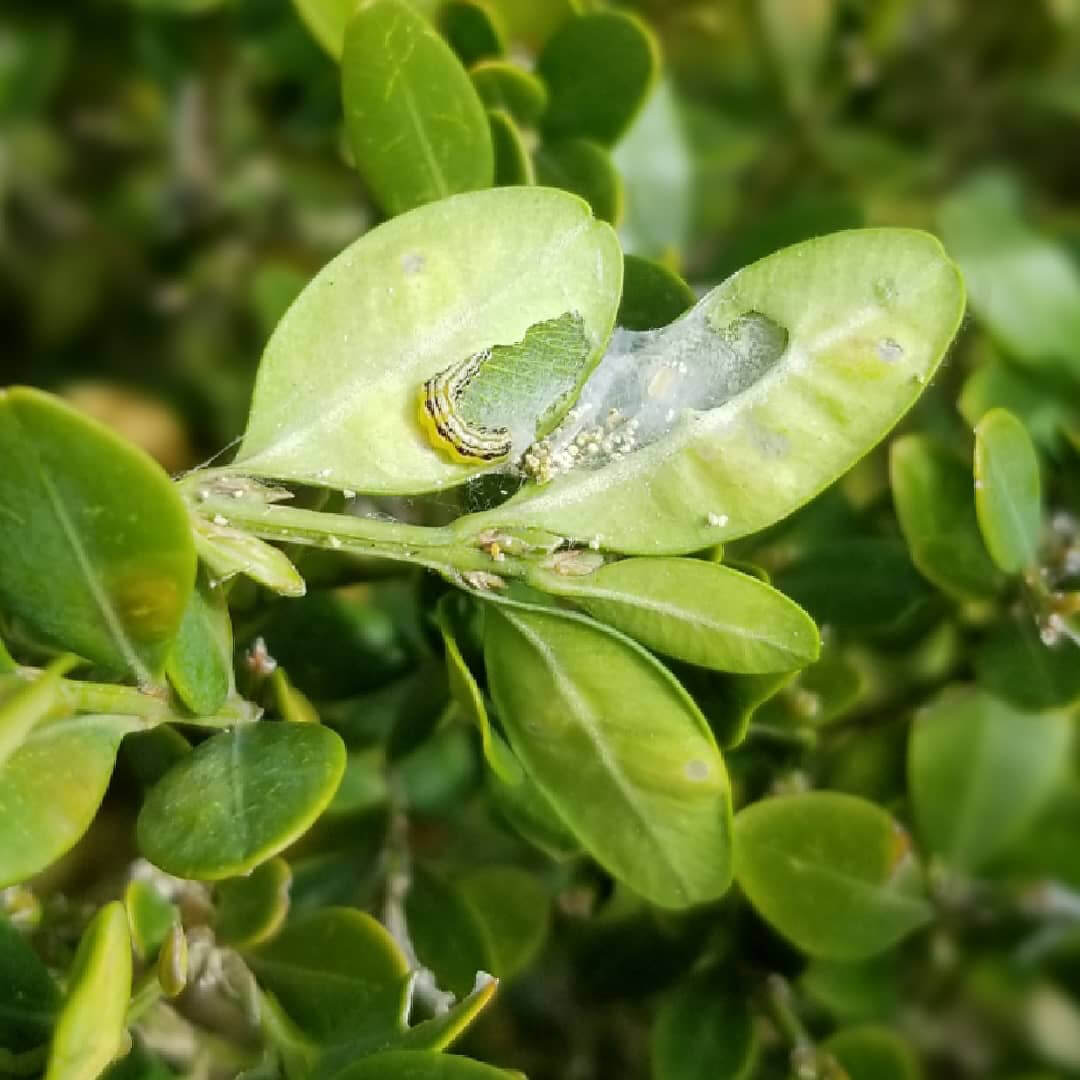 leaf damage from feeding larvae
