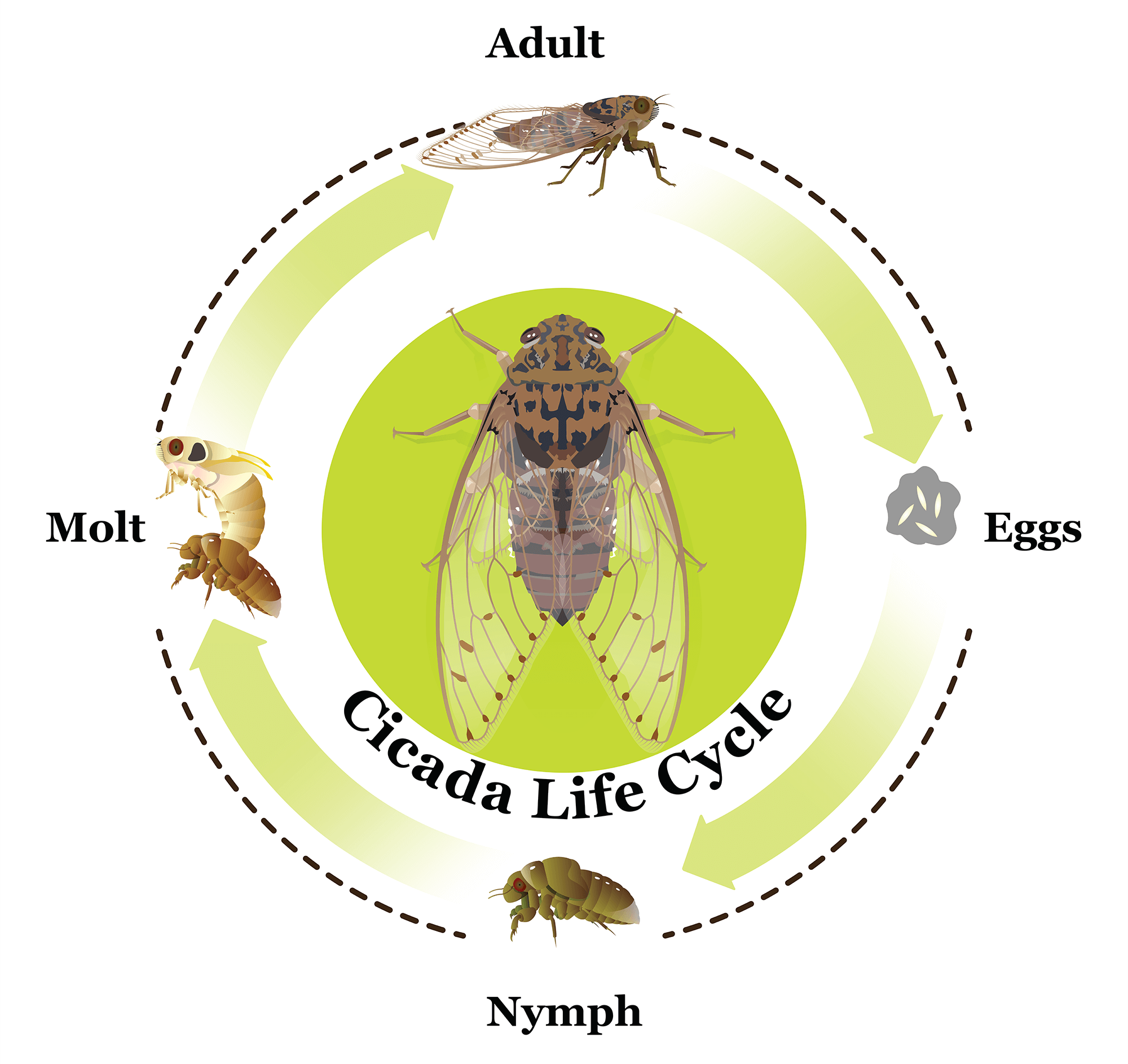 lifecycle diagram