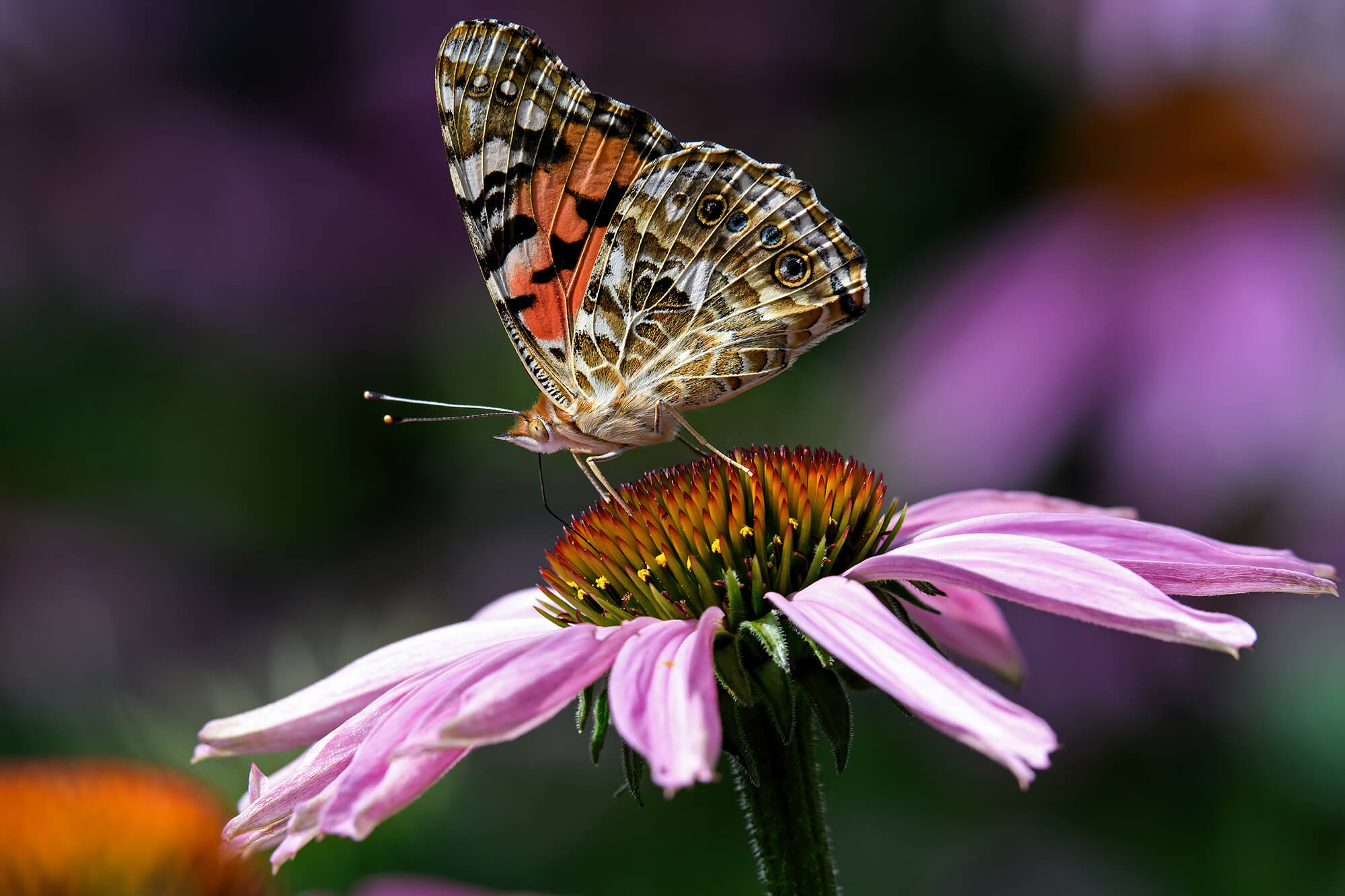 butterfly on a pink coneflower