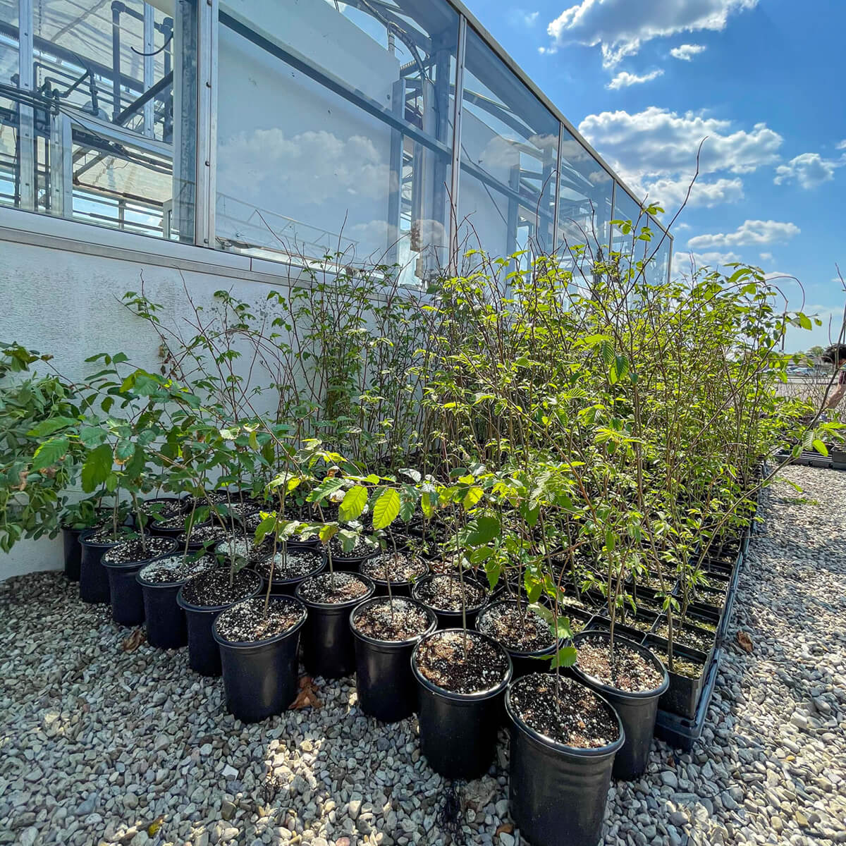 plants outside a greenhouse