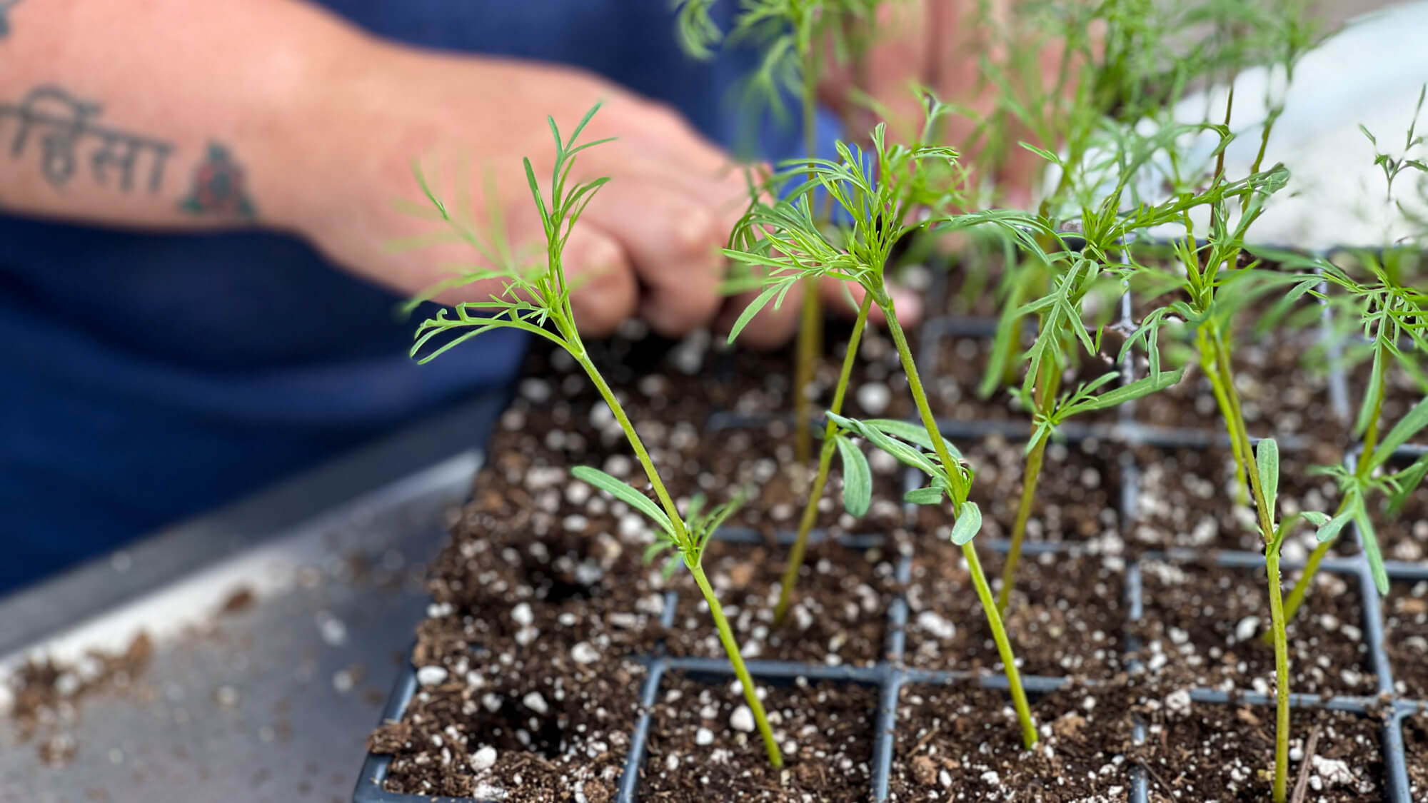 man transplanting small plants in a tray