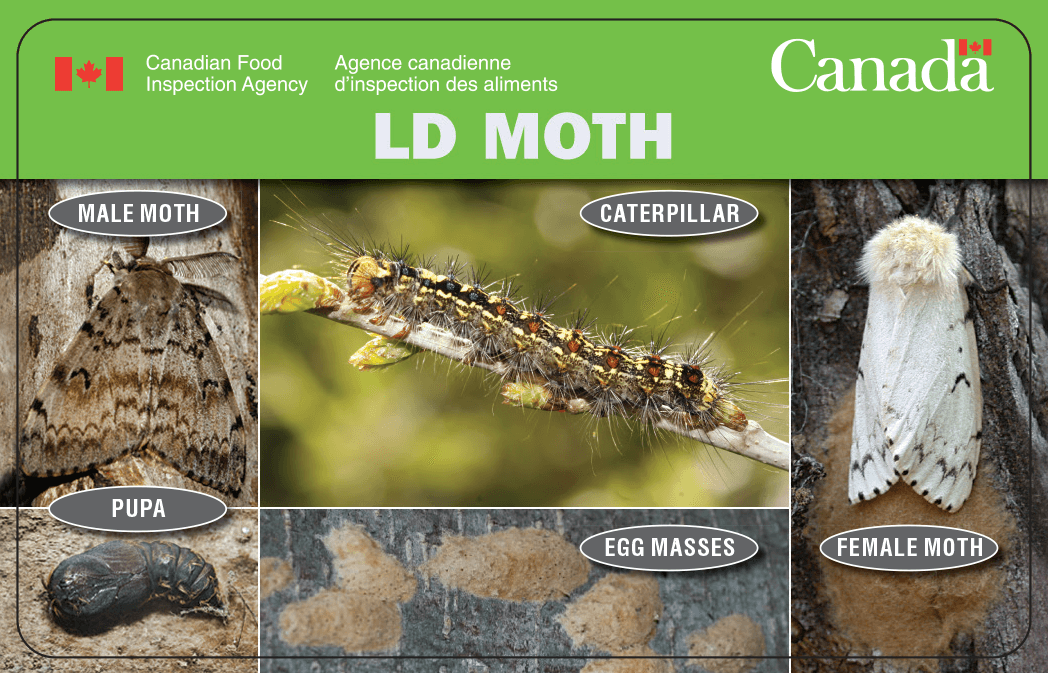 ld moth pest id card