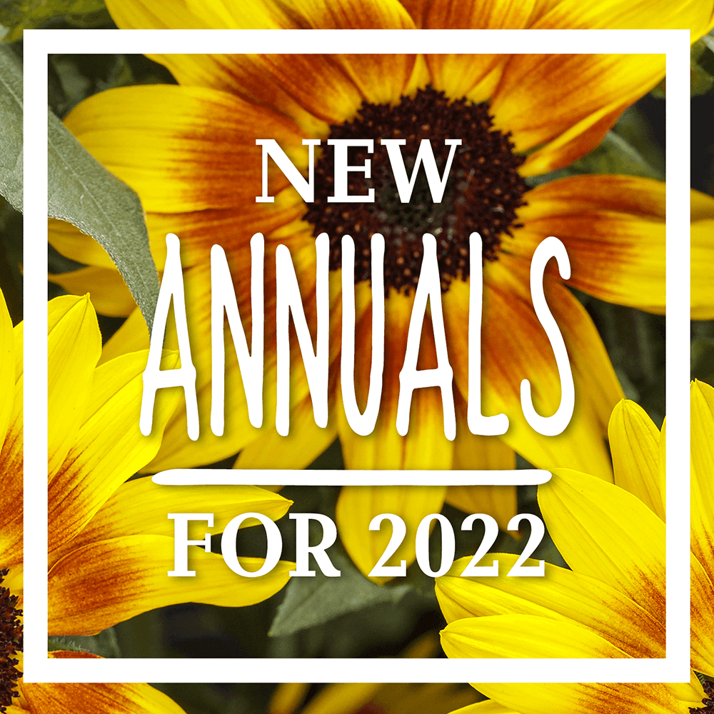 new annuals for 2022
