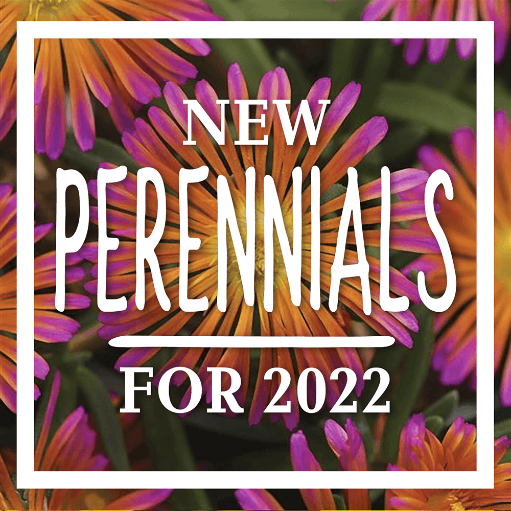 new perennials for 2022