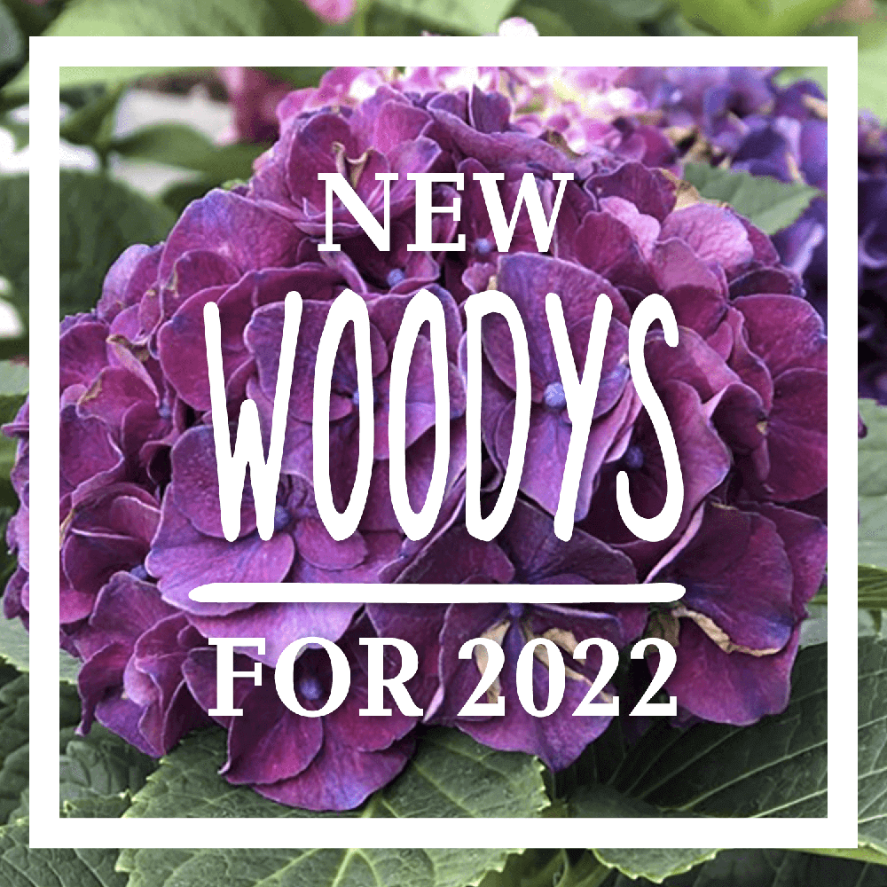 new woodys for 2022