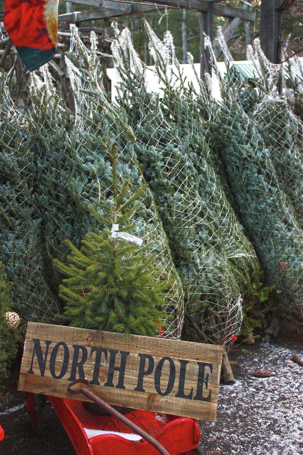 christmas trees ready for sale