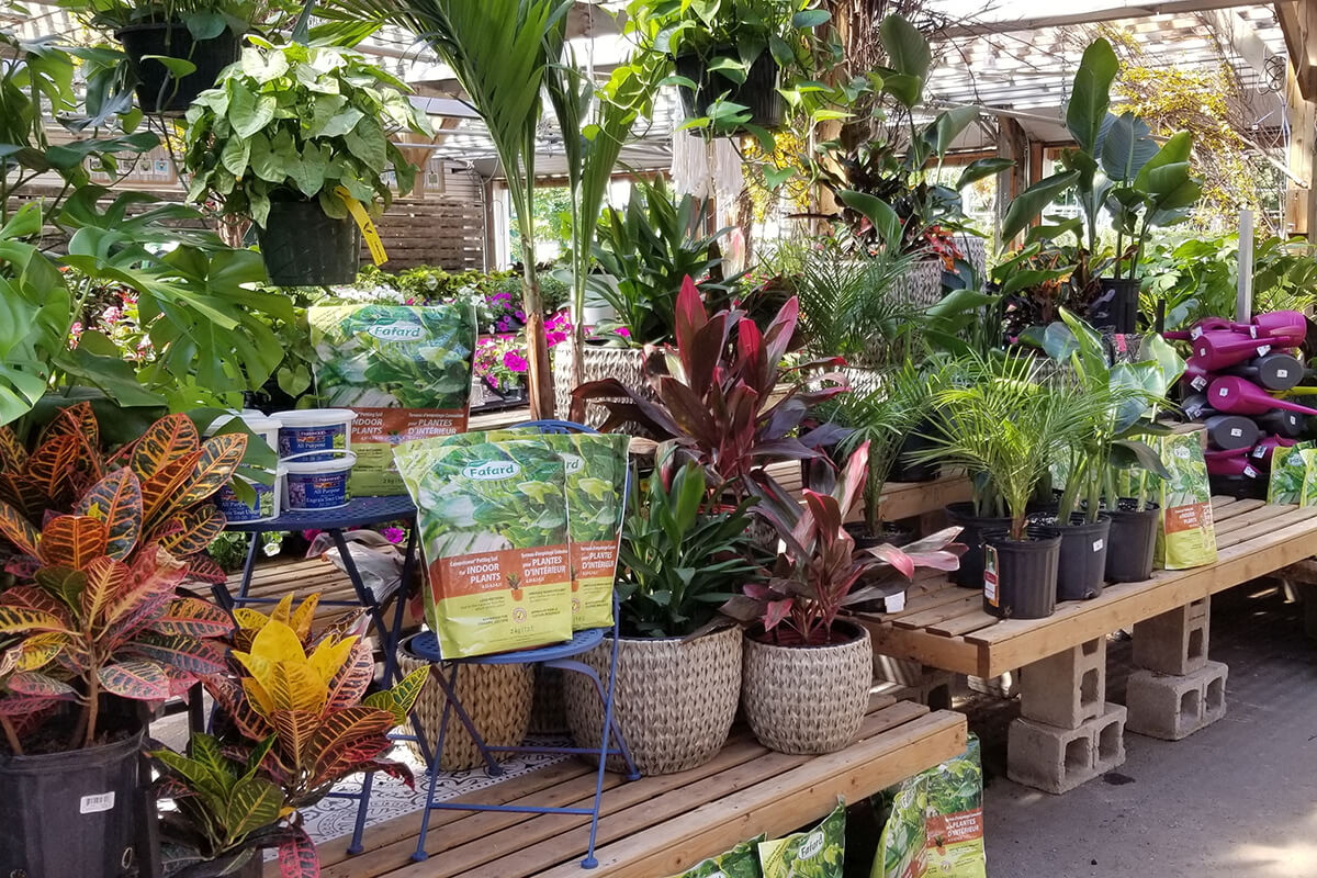 tropical plant display inside a greenhouse
