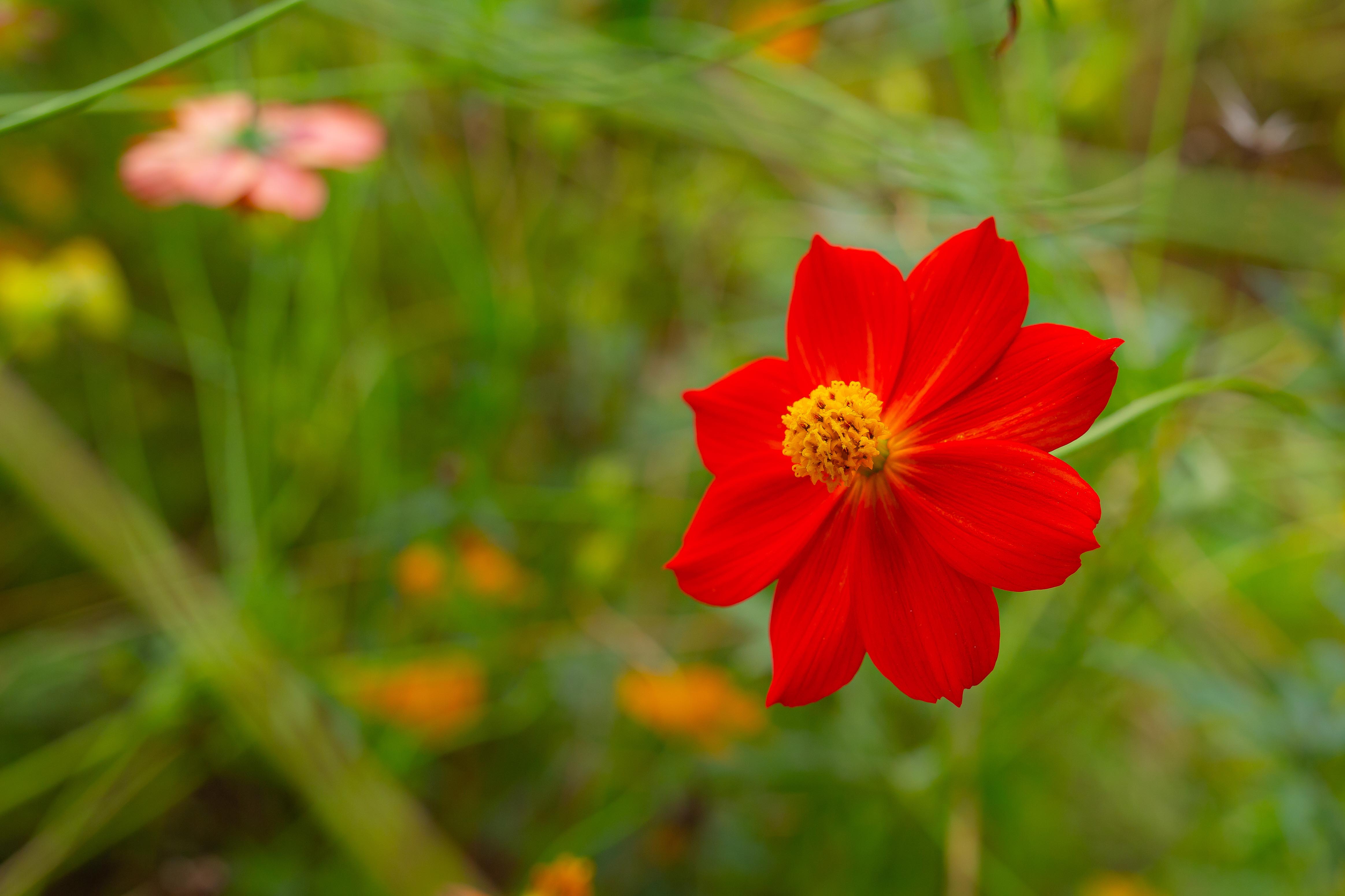 red sulpher cosmos