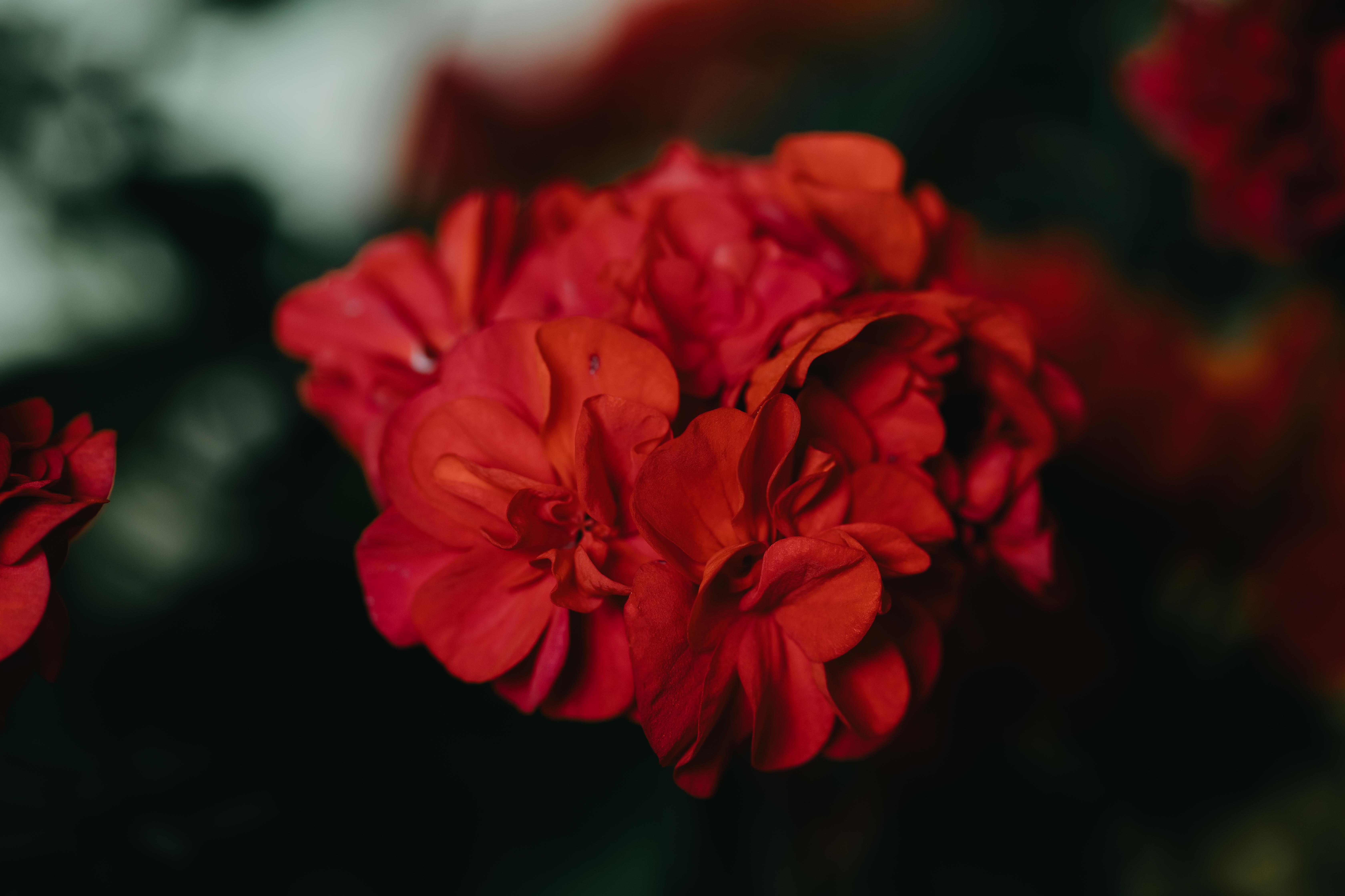 red geranium
