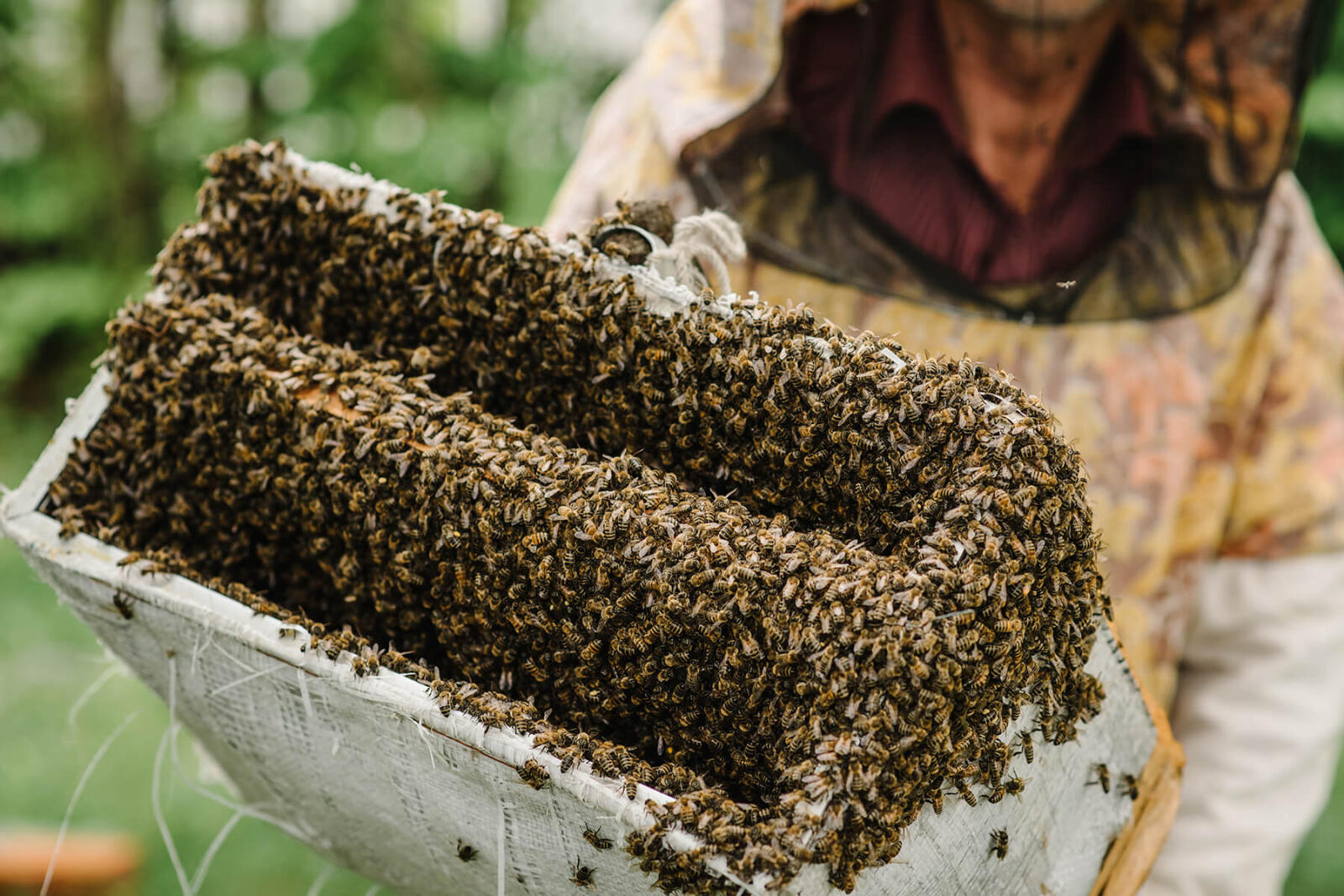 inside of a bee hive