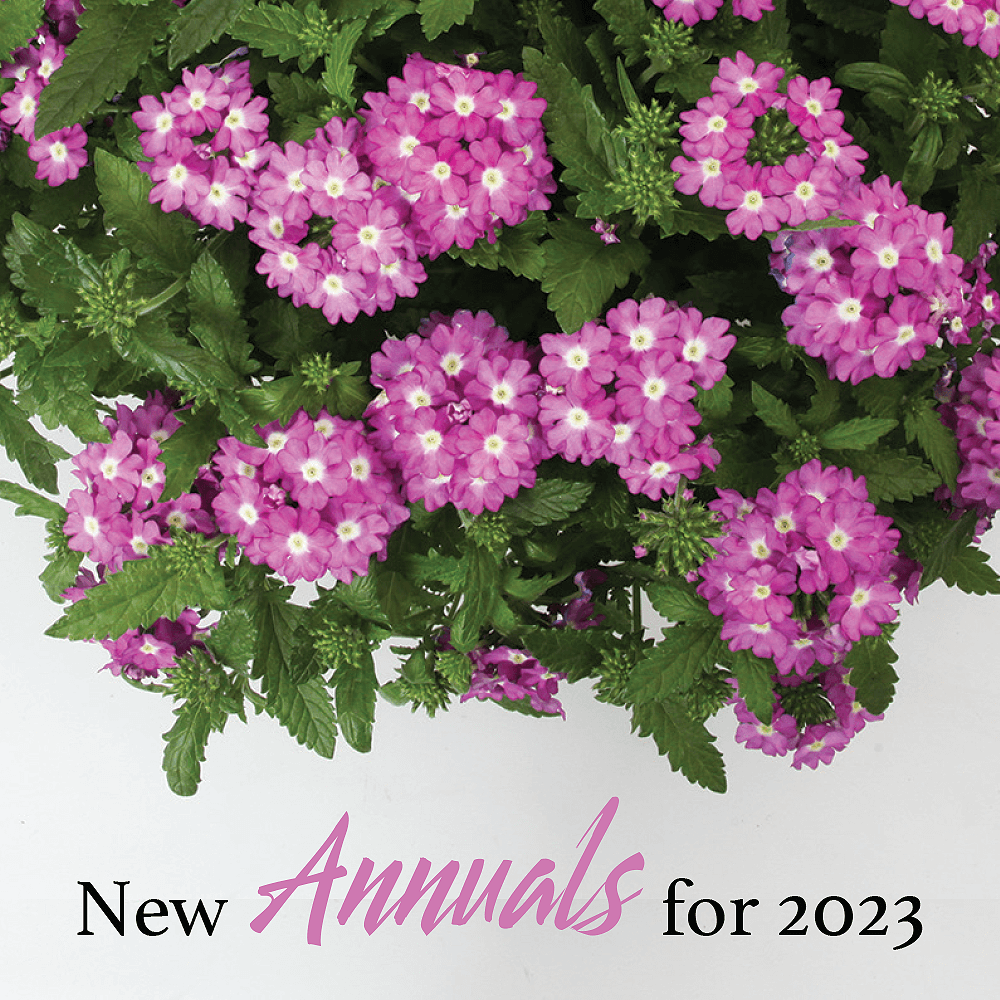 new annuals for 2023