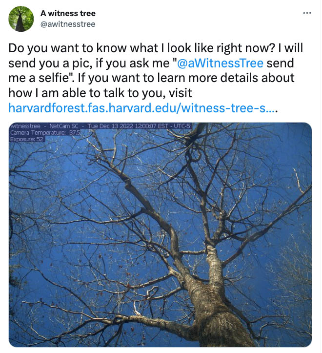 tweeting tree