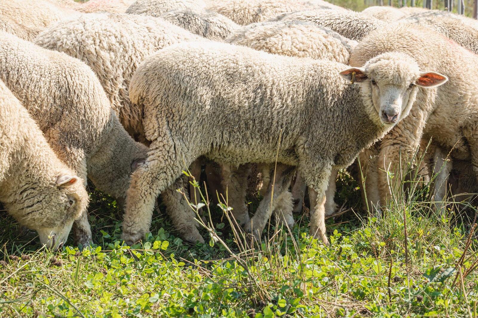 sheep grazing