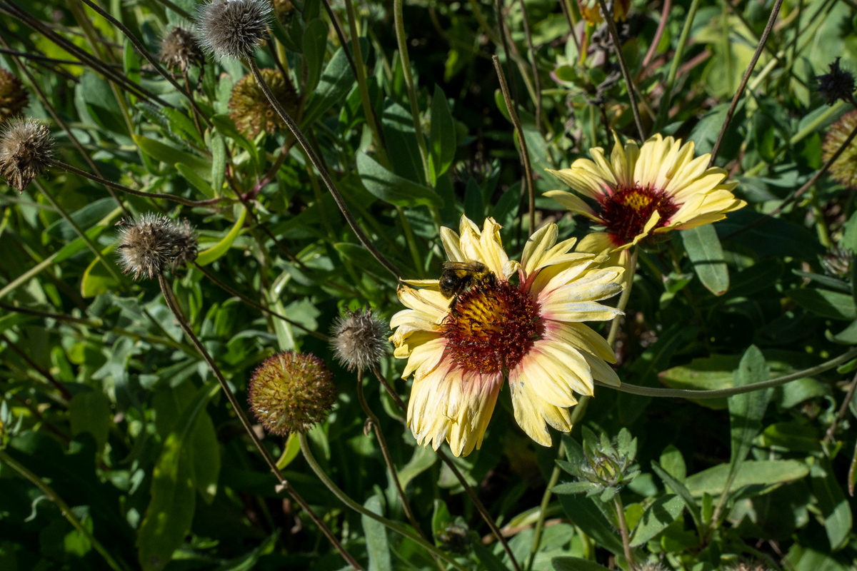 plants at dibbits