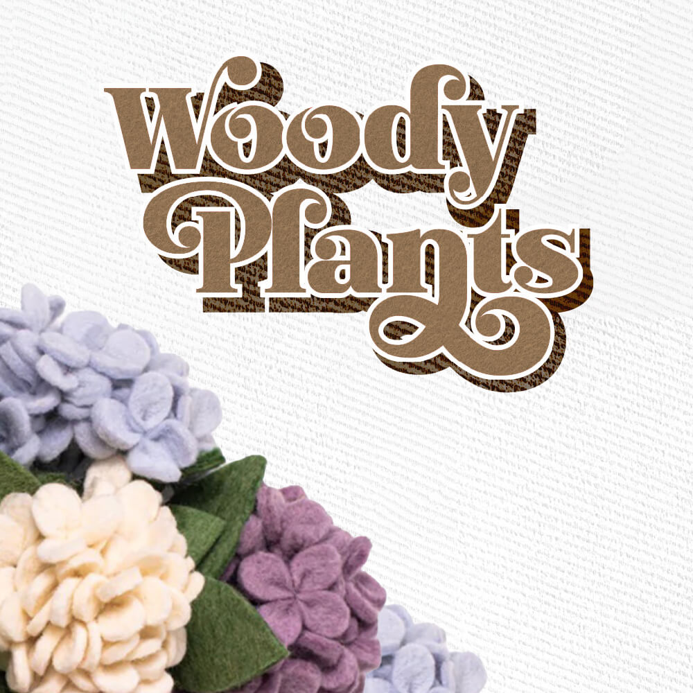 new woody plants for 2024