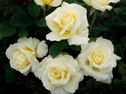 White yellow roses