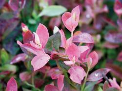 pink coloured shrub leaves