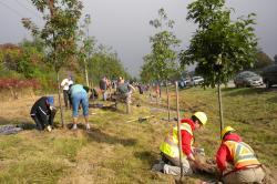 planting trees along the highway