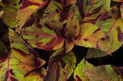 bronze leaves with burgundy accent