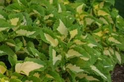 green variegated leaf