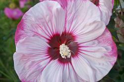 large white flower with magenta tips