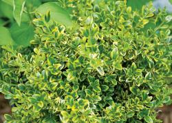 green and yellow leafed shrub
