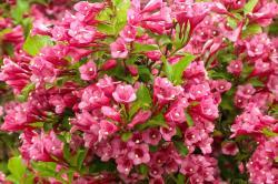 small pink flowering shrub